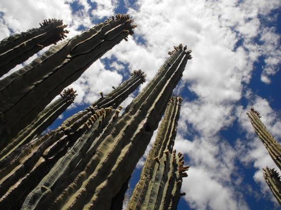 Cactus Reaching for the Sky